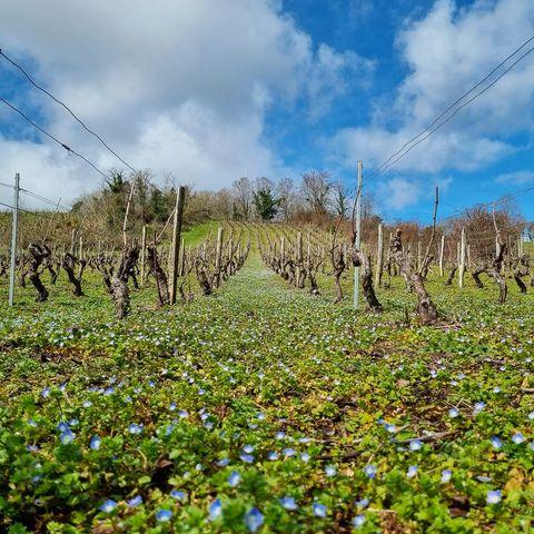 C’est poétique les vendanges ! 